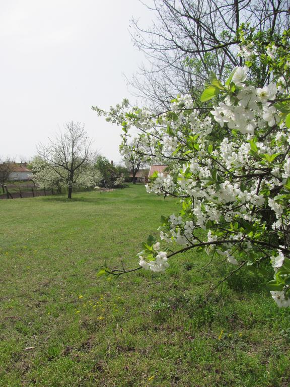 Rigofuetty Vendeghaz Hotel Tiszaalpar Екстериор снимка